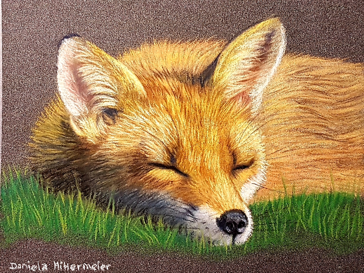 Pastellportrait eines schlafenden Fuchs